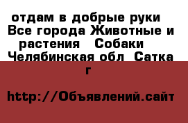 отдам в добрые руки - Все города Животные и растения » Собаки   . Челябинская обл.,Сатка г.